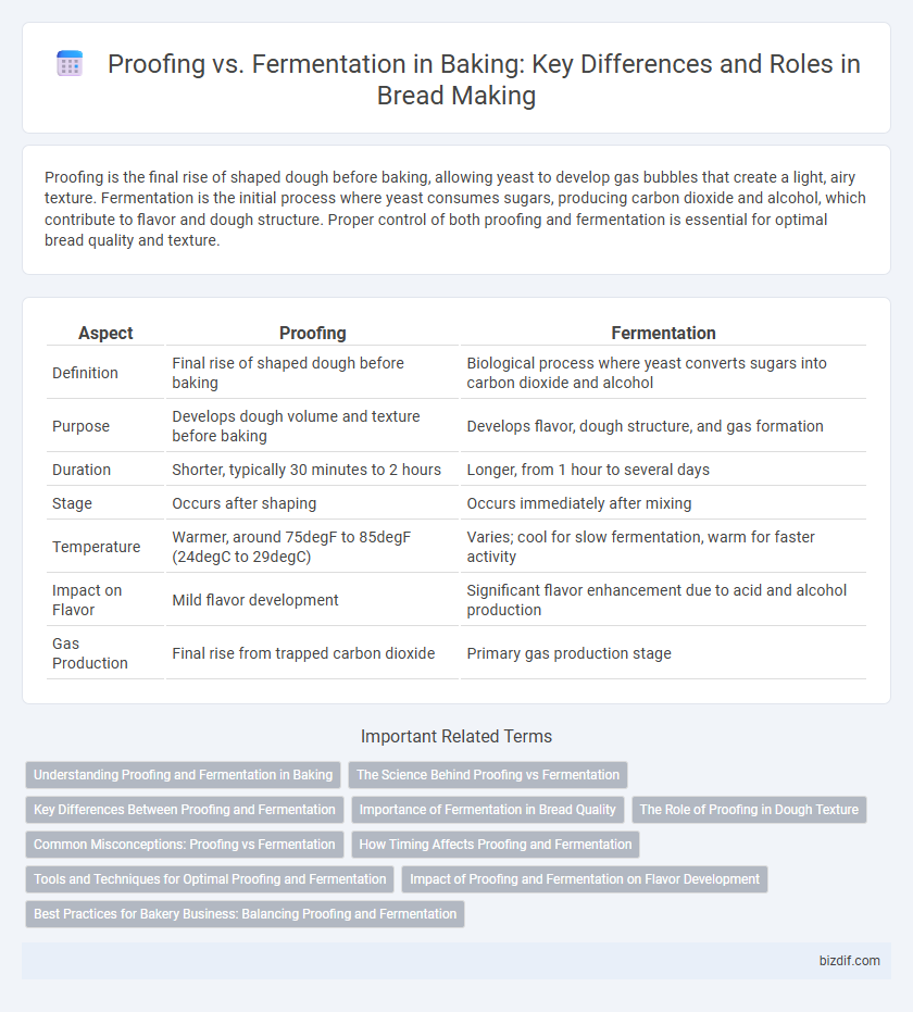 Proofing vs. Fermentation in Baking: Key Differences and Roles in Bread Making